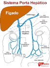 Anatomia <b>Hepática</b>