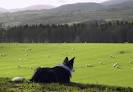 Herding Dogs, Herding Dog Training, Geese Management Dogs, NC