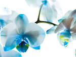 Orchid - Flowers Wallpaper (33551531) - Fanpop fanclubs