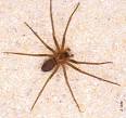 the native brown recluse