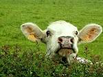 photos-<b>animaux</b>-de-la-ferme