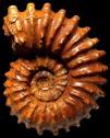 Douvilleiceras mammillatum