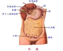 Image result for 网膜的