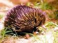 Echidna Information