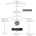 SparkNotes: Glycolysis: Introduction