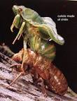 chitin