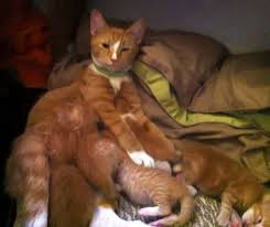 Cat Mama Reunited with Her Kittens Separated by House Fire - 522105_356136981124618_790397992_n-2