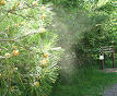 Anemophily - Wikipedia, the free encyclopedia