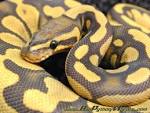 Pythons