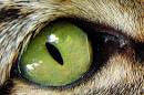 cat eye