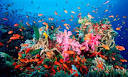 Coral reefs report warns of mass loss threat | Environment | The ...