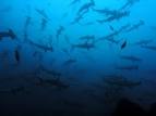 Costa Rica passes long awaited fisheries law » » Whitley Fund for ...