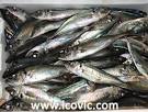 ATLANTIC HORSE MACKEREL products,Cameroon ATLANTIC HORSE MACKEREL ...