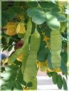 Cassia (Senna) bicapsularis, Cassia, Winter Cassia, Butterfly Bush