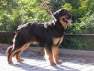 File:Hovawart black and tan.
