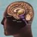 Mental Health : Types, Symptoms, Treatment of Disorders Medicine Net.