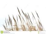 REED Grass Stock Image - Image: 13187731