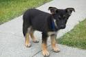 How to Train a German Shepherd Puppy for a Conformation Show | eHow.