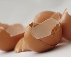 Kulit Telur