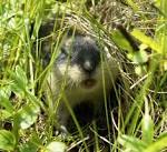 un Lemming