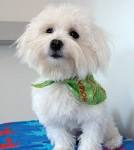The Daily Puppy | Photo