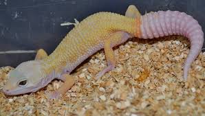 Image result for patternless albino