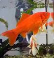 goldfisch