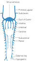 Anterior cardinal vein - Wikipedia, the free encyclopedia