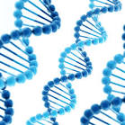 <b>DNA</b> tells the cells within