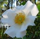 Cherokee Rose 1 Photograph by J M Farris Photography - Cherokee ...