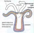 Animal Physiology