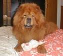 chow chow « cau cau