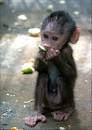 People's Daily Online -- Arabic baboons born in Fuzhou Zoo
