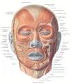 (right) of human face.
