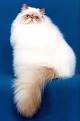 235px-Sonny_Bunny.jpg