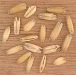 <b>Avena sativa</b>.jpg