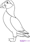 Puffin coloring page