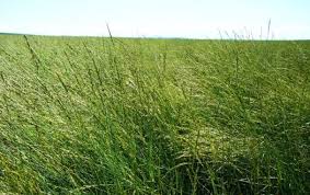 field