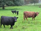TQ0651 : Dexter Cattle - via Daymix