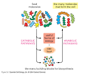 Anabolism, Catabolism, and Dramatic/Literary Genre by Julia ...