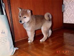 Yuki: Akita Hund