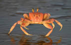 Swimming Crabs Types Crab ~ planetanimalzone
