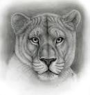 Disegni a matita di animali