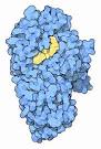 RCSB PDB-