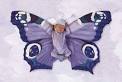 Anne Geddes