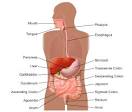Stomach and Duodenal Ulcers (Peptic Ulcers) | CHOP | The ...