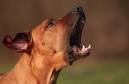 The dog in world: Why do Dogs Bark and hơ to stop this