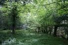 Deciduous woodland by the - via Daymix