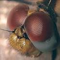 Robots May Get Compound Insect Eye Vison: Science Fiction in the News
