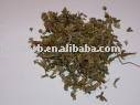 SHEN JIN CAO - Kraut Lycopidii AUSZUG. von JoryHerb Ltd. SHEN JIN CAO - Kraut Lycopidii AUSZUG Größeres Bild - SHEN_JIN_CAO_Herba_Lycopidii_EXTRACT